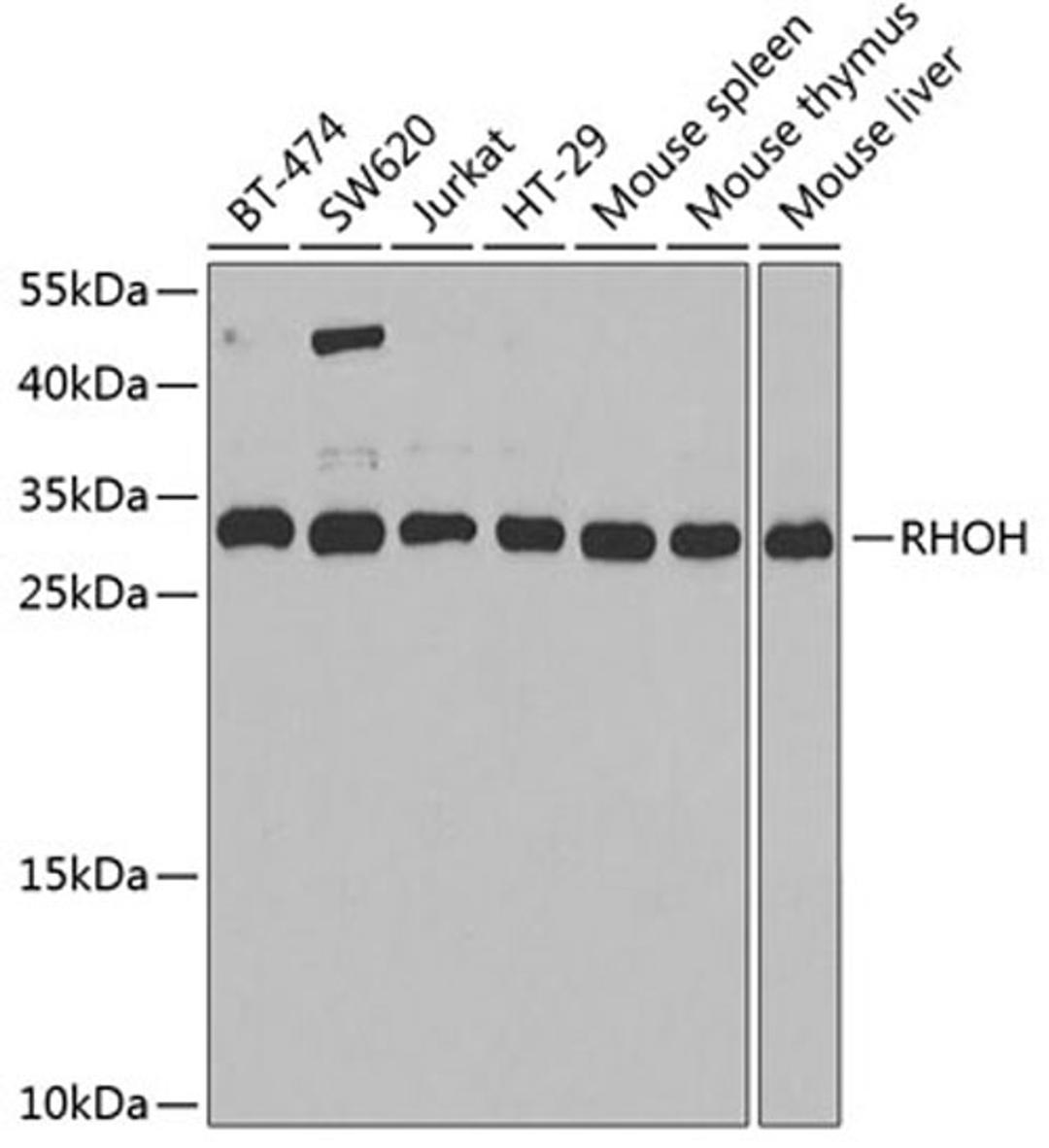 Western blot - RHOH antibody (A6356)