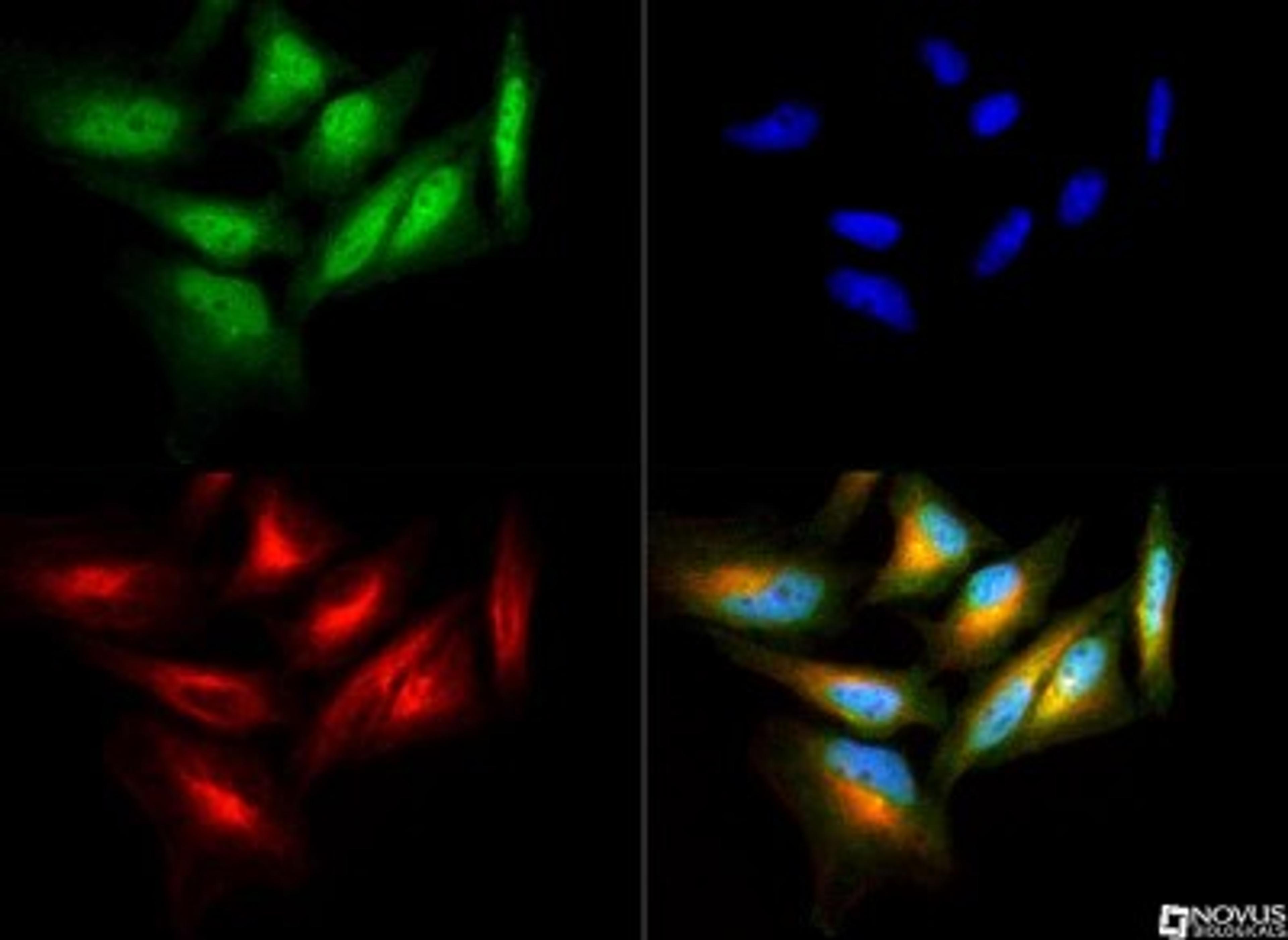 Immunocytochemistry/Immunofluorescence: AHR Antibody [NB100-2289] - Aryl hydrocarbon Receptor antibody was tested in HeLa cells with DyLight 488 (green). Nuclei and alpha-tubulin were counterstained with DAPI (blue) and Dylight 550 (red).