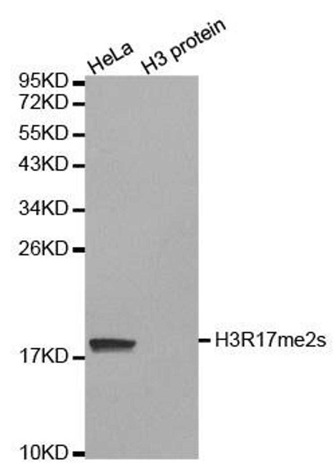 Western blot analysis of extracts of HeLa cell line and H3 protein expressed in E.coli using HIST1H3J antibody