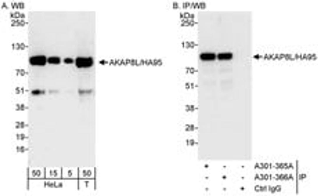 Detection of human AKAP8L/HA95 by western blot and immunoprecipitation.