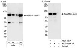 Detection of human AKAP8L/HA95 by western blot and immunoprecipitation.