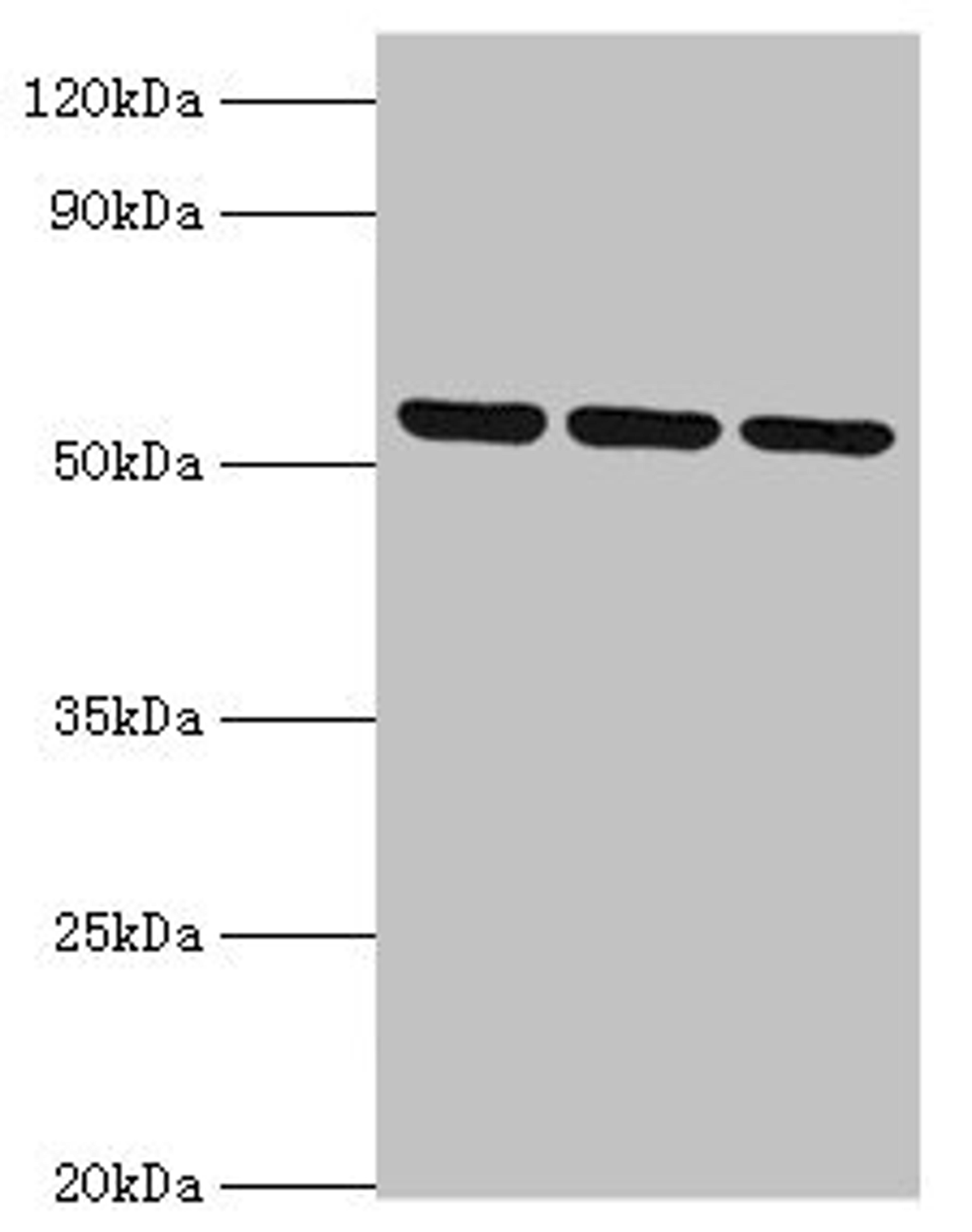 Western blot. All lanes: MYOT antibody at 2µg/ml. Lane 1: 293T whole cell lysate. Lane 2: HepG2 whole cell lysate. Lane 3: Mouse skeletal muscle tissue. Secondary. Goat polyclonal to rabbit IgG at 1/10000 dilution. Predicted band size: 56, 36 kDa. Observed band size: 56 kDa