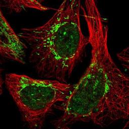 Immunocytochemistry/Immunofluorescence: HOXB9 Antibody [NBP1-83232] Staining of human cell line U-2 OS shows positivity in nucleus but not nucleoli & mitochondria.