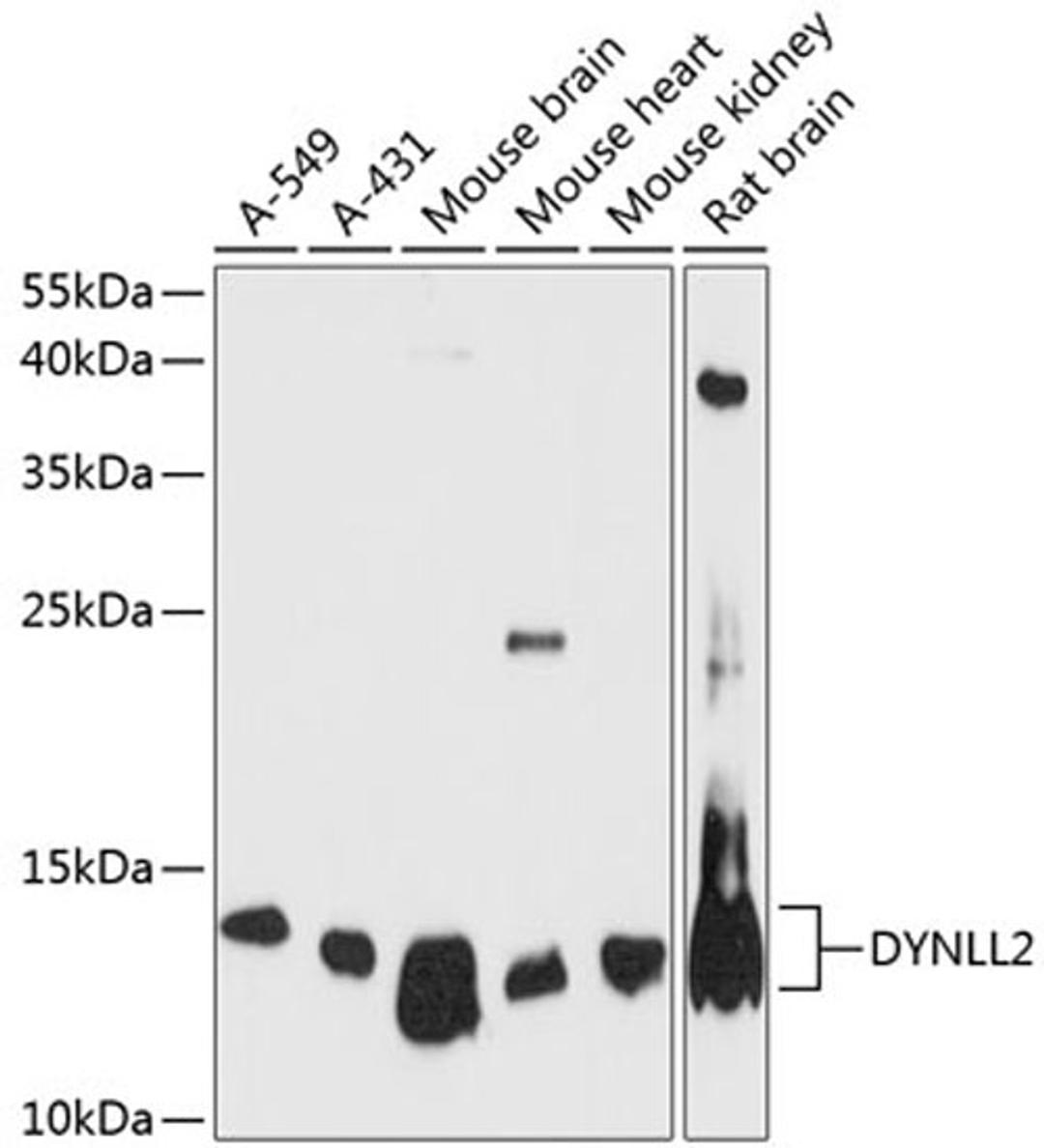 Western blot - DYNLL2 antibody (A13888)