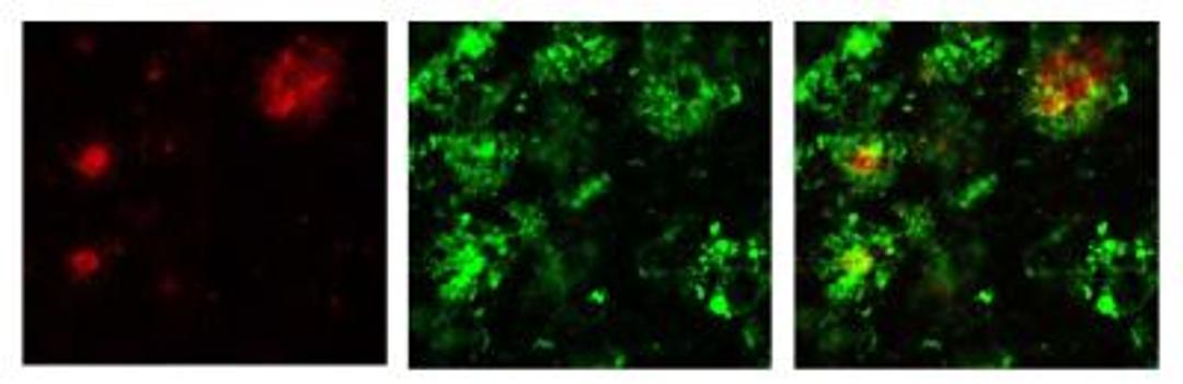 Immunocytochemistry/Immunofluorescence: beta Amyloid [Pyro Glu11] Antibody [NBP1-44070] - beta-amyloid (pyroglu11) NBP1-44070 in red (left) co-labeled with 6E10 in green (middle) and merge (right). Image from verified customer review.