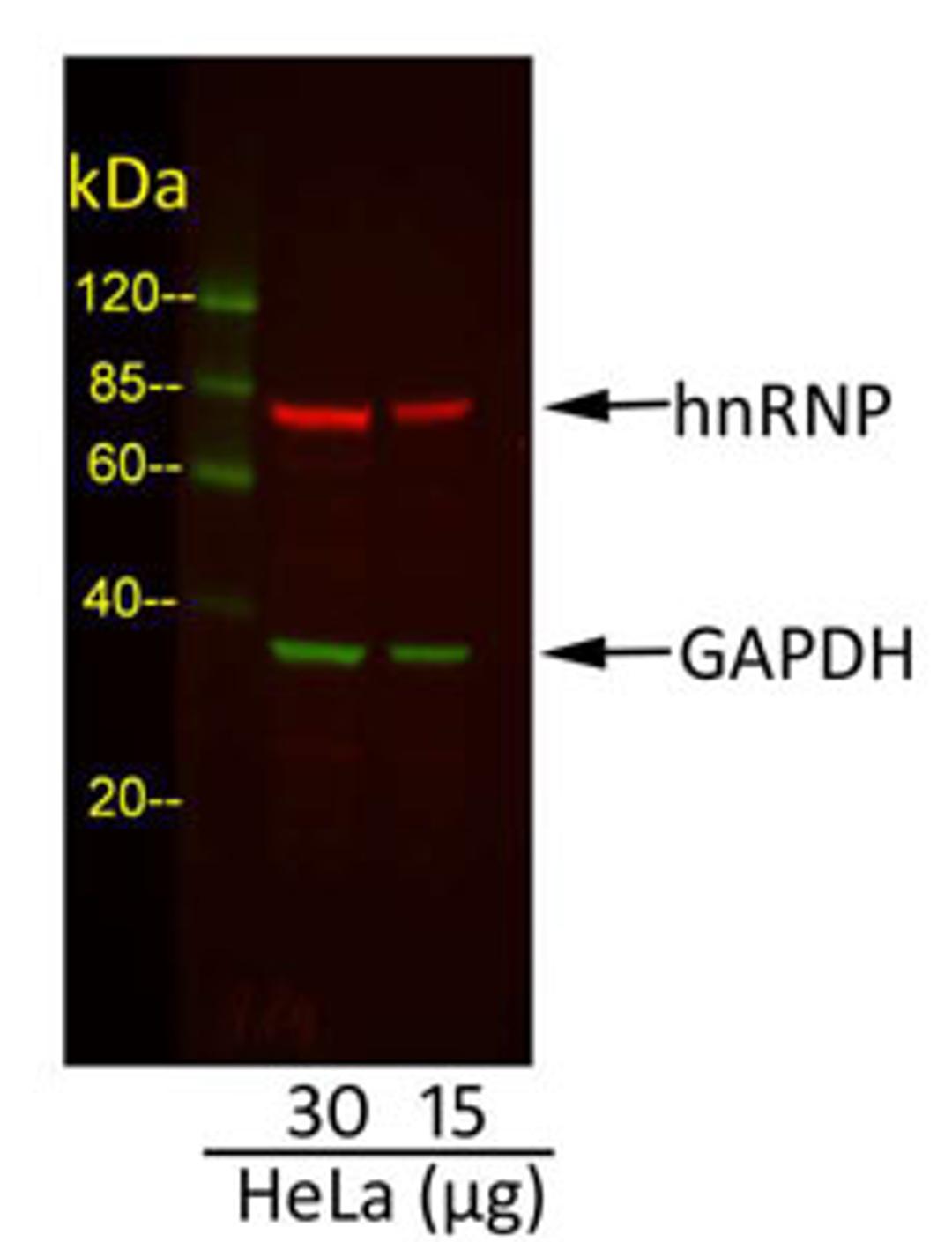 Detection of GAPDH and hnRNP in HeLa Whole Cell Lysate.