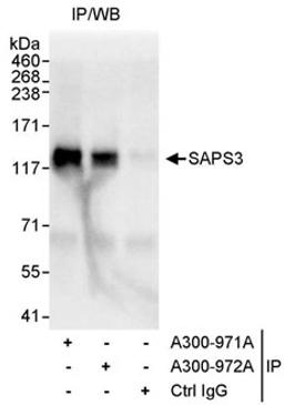 Detection of human SAPS3 by western blot of immunoprecipitates.