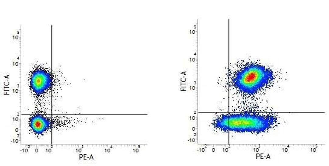 Figure A.  Mouse anti Human CD3. Figure B. Mouse anti Human CD3 and Mouse anti Human CD59.