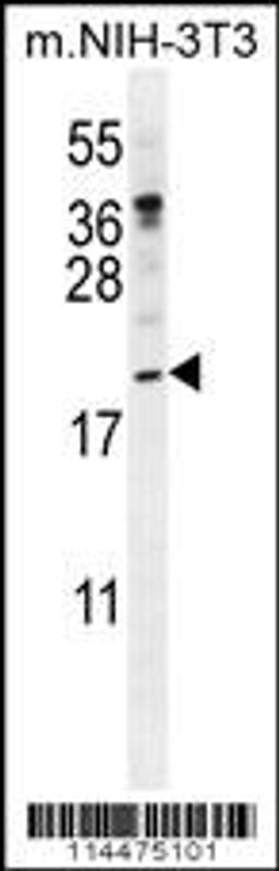 Western blot analysis in mouse NIH-3T3 cell line lysates (35ug/lane).