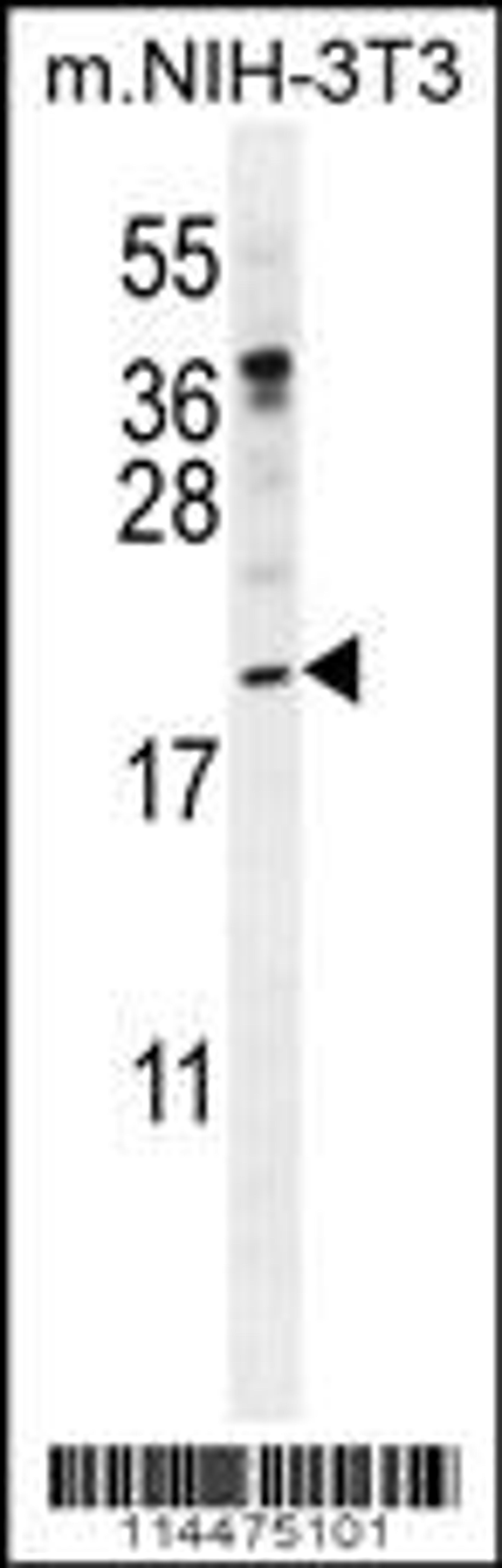 Western blot analysis in mouse NIH-3T3 cell line lysates (35ug/lane).