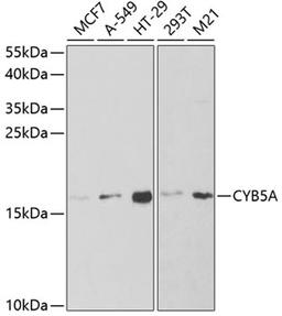 Western blot - CYB5A antibody (A5401)