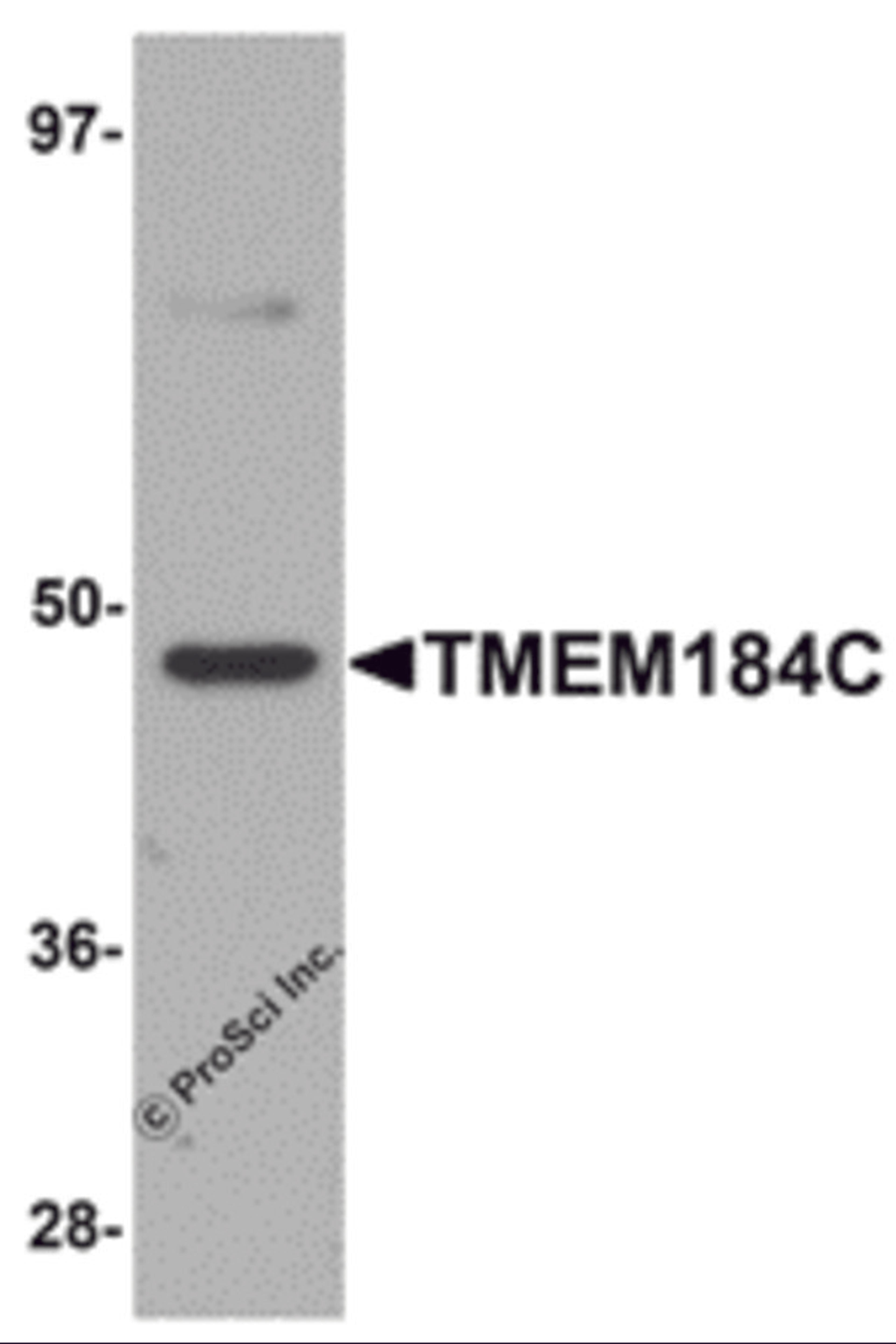 Western blot analysis of TMEM184C in mouse heart tissue lysate with TMEM184C antibody at 1 &#956;g/mL.