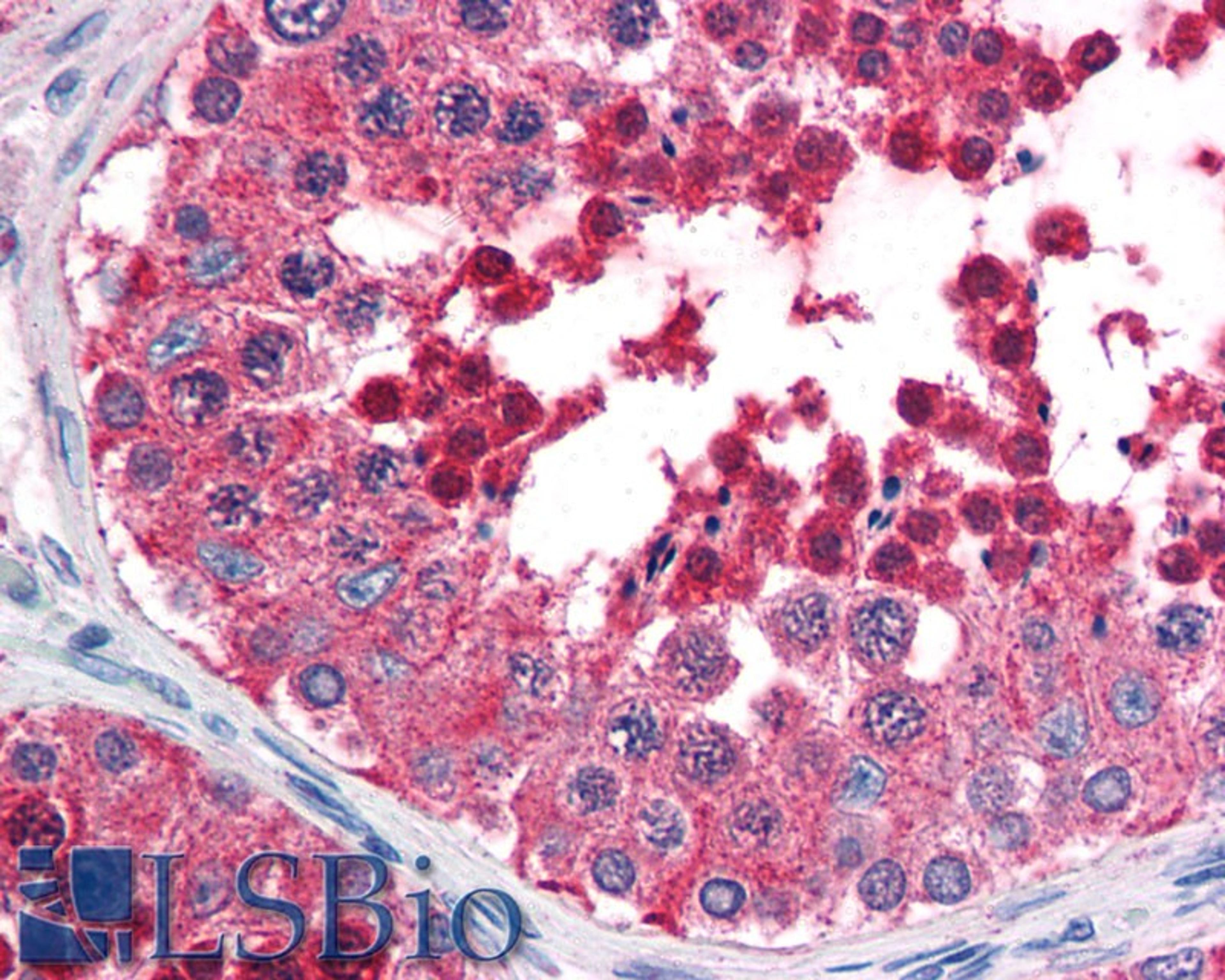 45-751 (5ug/ml) staining of paraffin embedded Human Testis. Steamed antigen retrieval with citrate buffer pH 6, AP-staining.