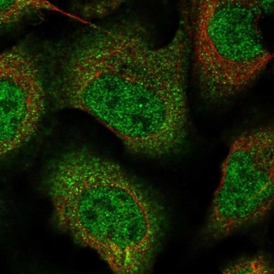 Immunocytochemistry/Immunofluorescence: ZNF488 Antibody [NBP1-82006] - Staining of human cell line U-2 OS shows positivity in nucleus but not nucleoli & cytoplasm.