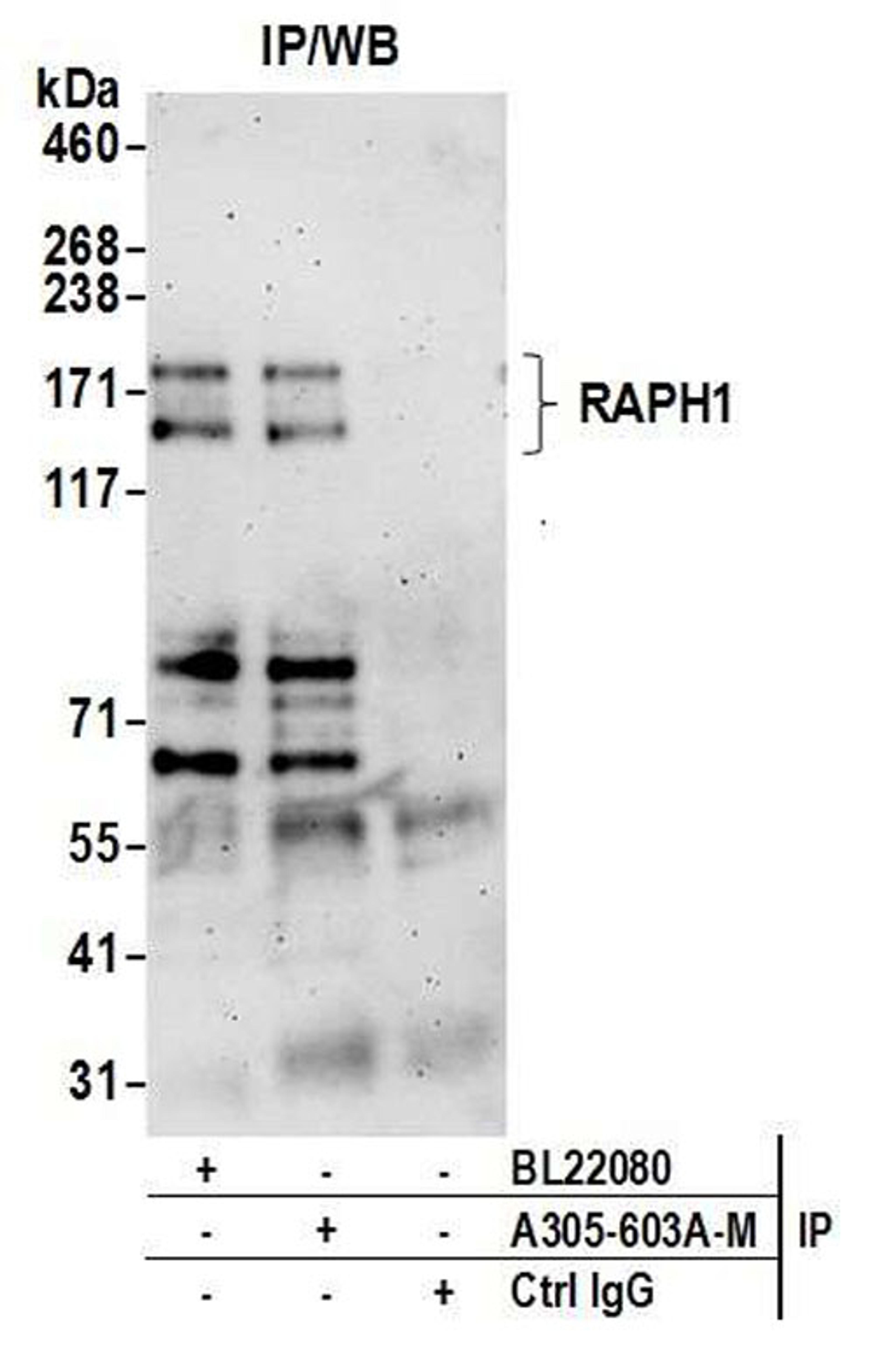 Detection of human RAPH1 by WB of IP.