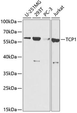 Western blot - TCP1 antibody (A13364)