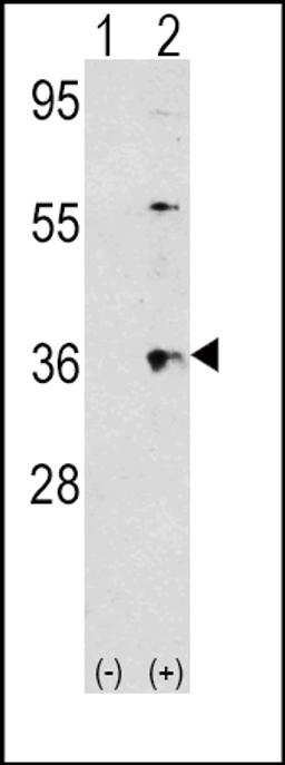 Western blot analysis of THPO using rabbit polyclonal THPO Antibody using 293 cell lysates (2 ug/lane) either nontransfected (Lane 1) or transiently transfected with the THPO gene (Lane 2).