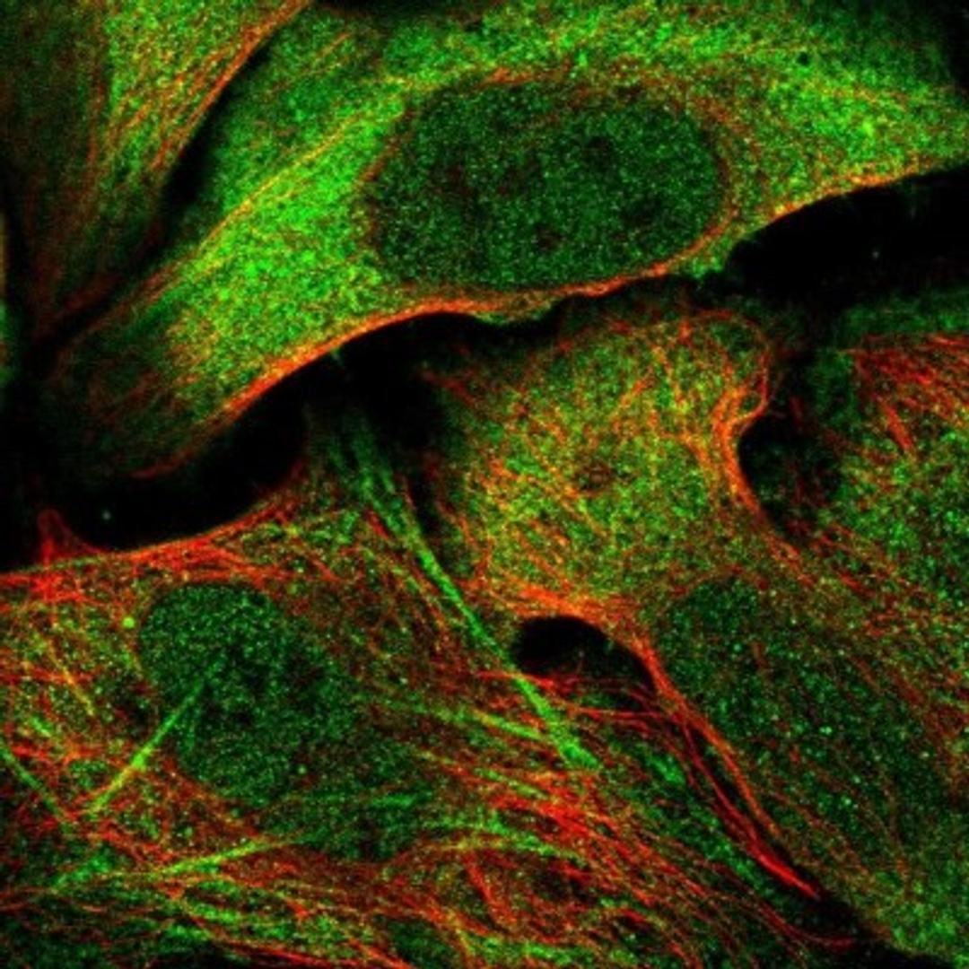 Immunocytochemistry/Immunofluorescence: FDX1L Antibody [NBP1-91896] - Staining of human cell line U-2 OS shows positivity in nucleus but not nucleoli, cytoplasm & cytoskeleton (actin filaments).