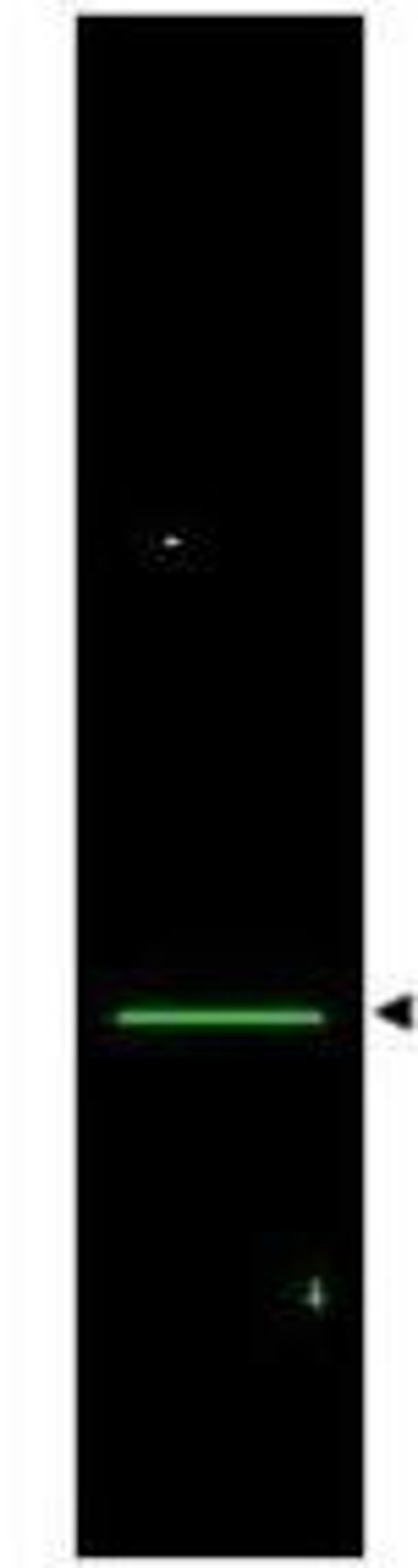 Western blot analysis of Lane 1: rat heart whole cell lysate. Lane 2: none. Load: 35 ug per lane using VDAC/Porin antibody