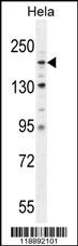 Western blot analysis in Hela cell line lysates (35ug/lane).