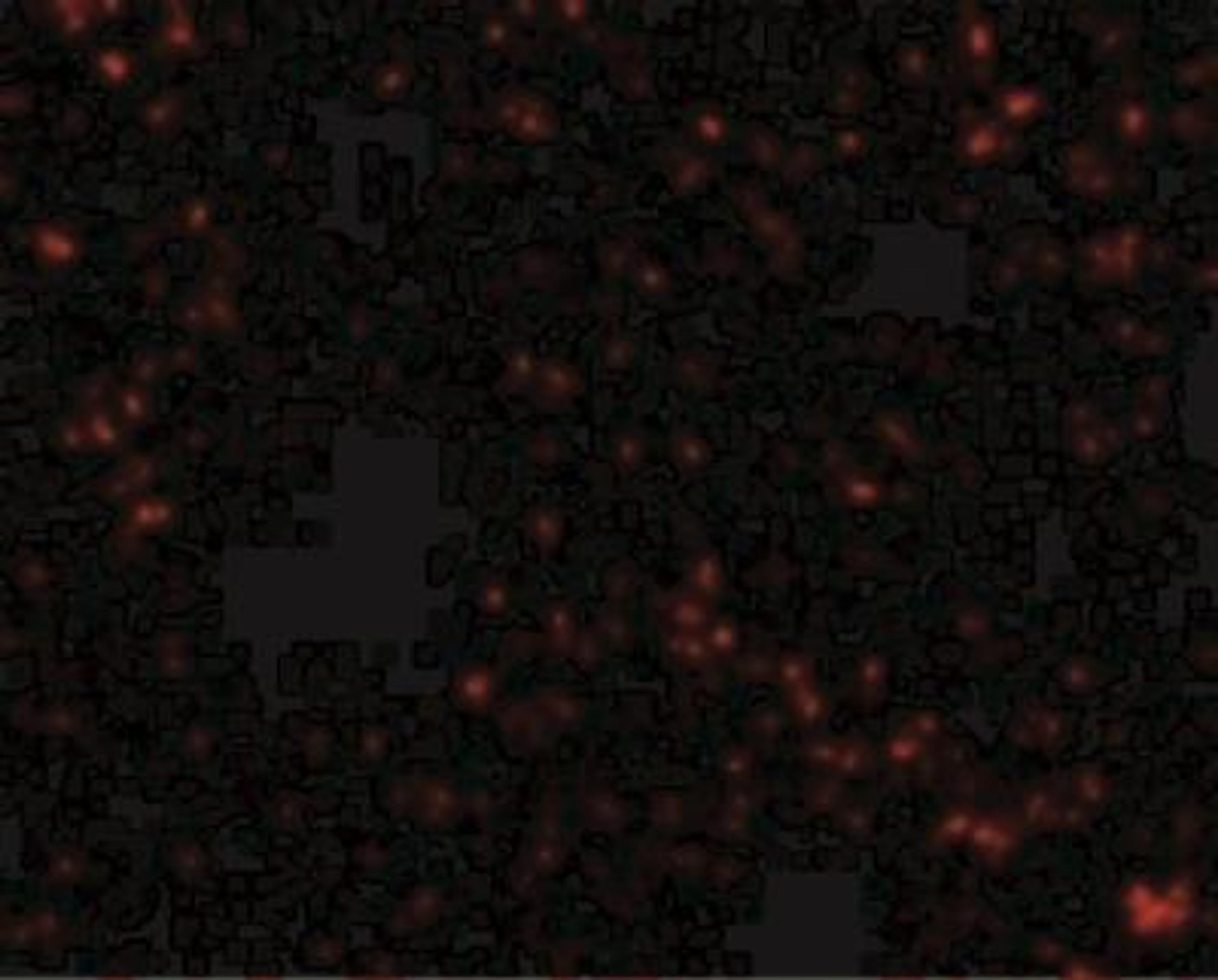 Immunofluorescence: SnoN Antibody [NBP1-77306] - Immunofluorescence of SnoN in Mouse Lung cells with SnoN antibody at 20 ug/mL.