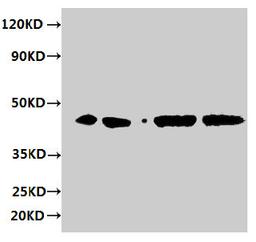 Western blot. All lanes: ERGIC3 antibody at 2µg/ml. Lane 1: HepG2 whole cell lysate. Lane 2: 293T whole cell lysate. Lane 3: Hela whole cell lysate. Lane 4: MCF-7 whole cell lysate. Secondary. Goat polyclonal to rabbit IgG at 1/10000 dilution. Predicted band size: 44, 27 kDa. Observed band size: 44 kDa