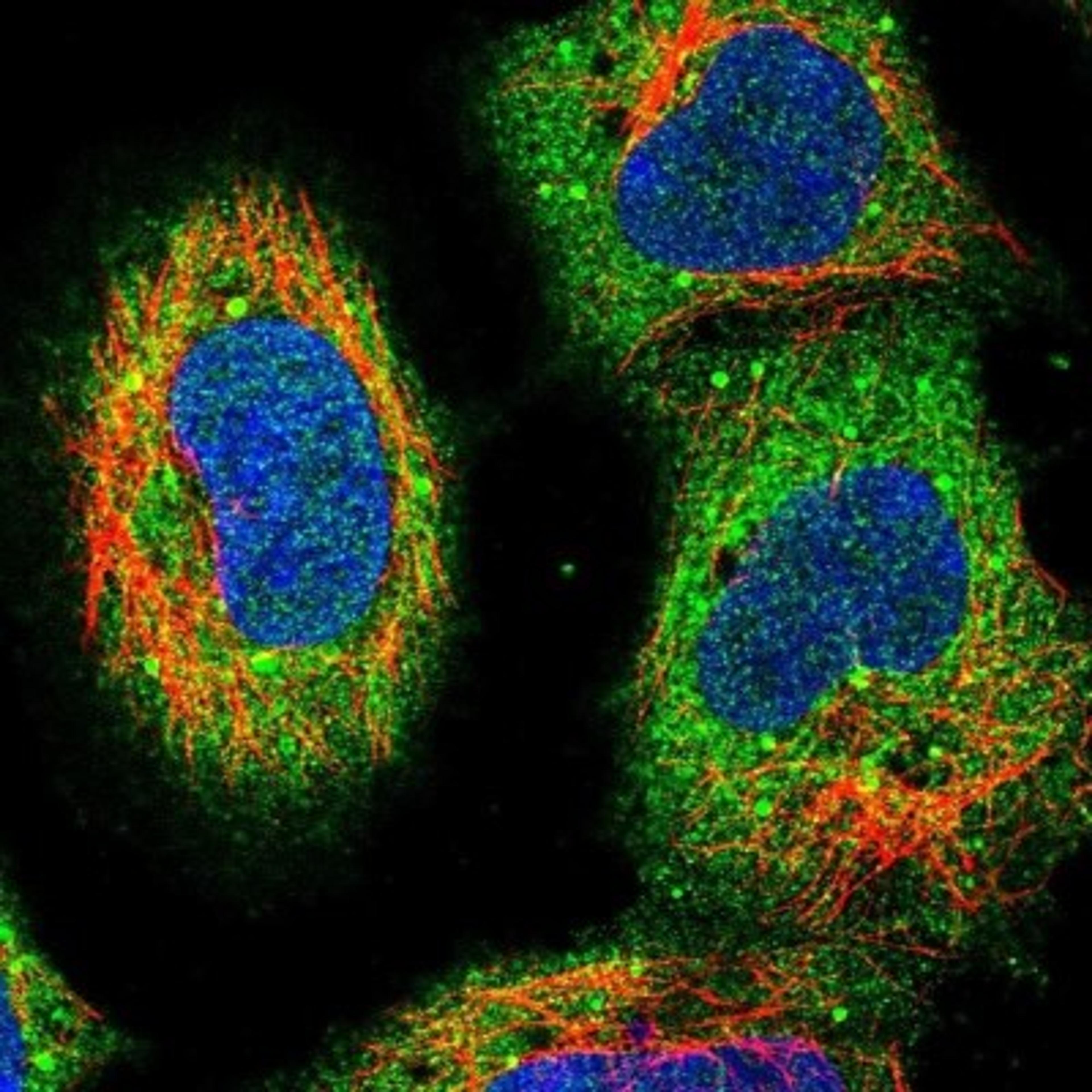 Immunocytochemistry/Immunofluorescence: LYRM7 Antibody [NBP2-14701] - Staining of human cell line HEK 293 shows positivity in cytoplasm & vesicles. Dilution 1-4 ug/ml