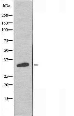 Western blot analysis of RAW264.7 cells using OR13F1 antibody