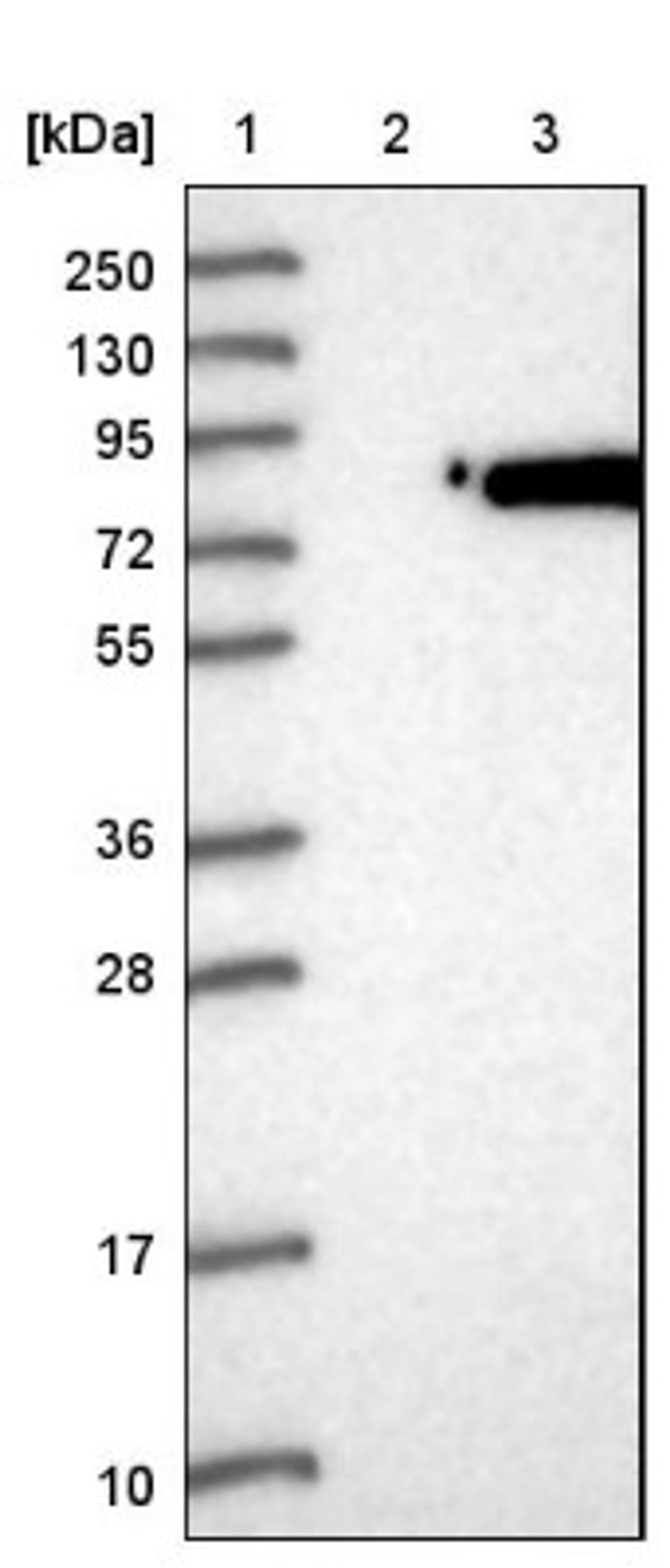 Western Blot: NSF Antibody [NBP1-87035] - Lane 1: Marker [kDa] 250, 130, 95, 72, 55, 36, 28, 17, 10<br/>Lane 2: Negative control (vector only transfected HEK293T lysate)<br/>Lane 3: Over-expression lysate (Co-expressed with a C-terminal myc-DDK tag (~3.1 kDa) in mammalian HEK293T cells, LY401861)