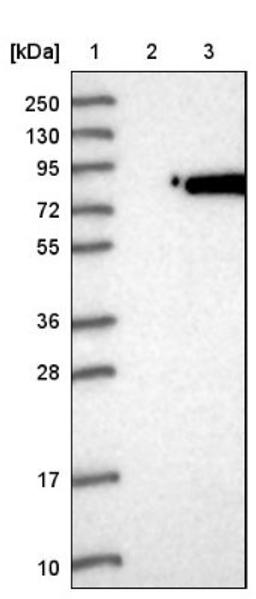 Western Blot: NSF Antibody [NBP1-87035] - Lane 1: Marker [kDa] 250, 130, 95, 72, 55, 36, 28, 17, 10<br/>Lane 2: Negative control (vector only transfected HEK293T lysate)<br/>Lane 3: Over-expression lysate (Co-expressed with a C-terminal myc-DDK tag (~3.1 kDa) in mammalian HEK293T cells, LY401861)