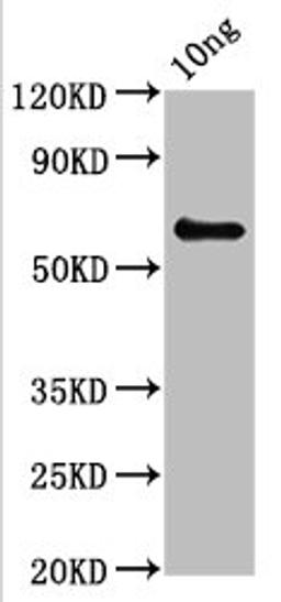 Western Blot. Positive WB detected in Recombinant protein. All lanes: pepP antibody at 3.8ug/ml. Secondary. Goat polyclonal to rabbit IgG at 1/50000 dilution. Predicted band size: 58 kDa. Observed band size: 58 kDa. 