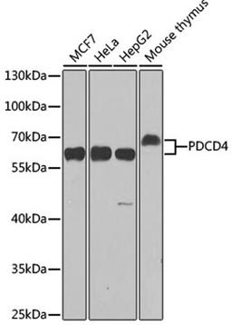 Western blot - PDCD4 antibody (A2570)