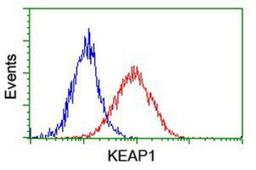 Flow Cytometry: KEAP1 Antibody (1B4) [NBP2-03319] - Analysis of Hela cells, using anti-KEAP1 antibody, (Red), compared to a nonspecific negative control antibody (Blue).