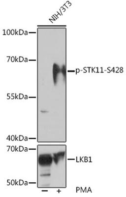 Western blot - Phospho-STK11-S428 antibody (AP1108)