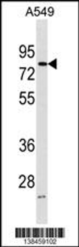 Western blot analysis in A549 cell line lysates (35ug/lane).