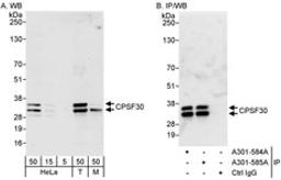 Detection of human and mouse CPSF30 by western blot (h&m) and immunoprecipitation (h).