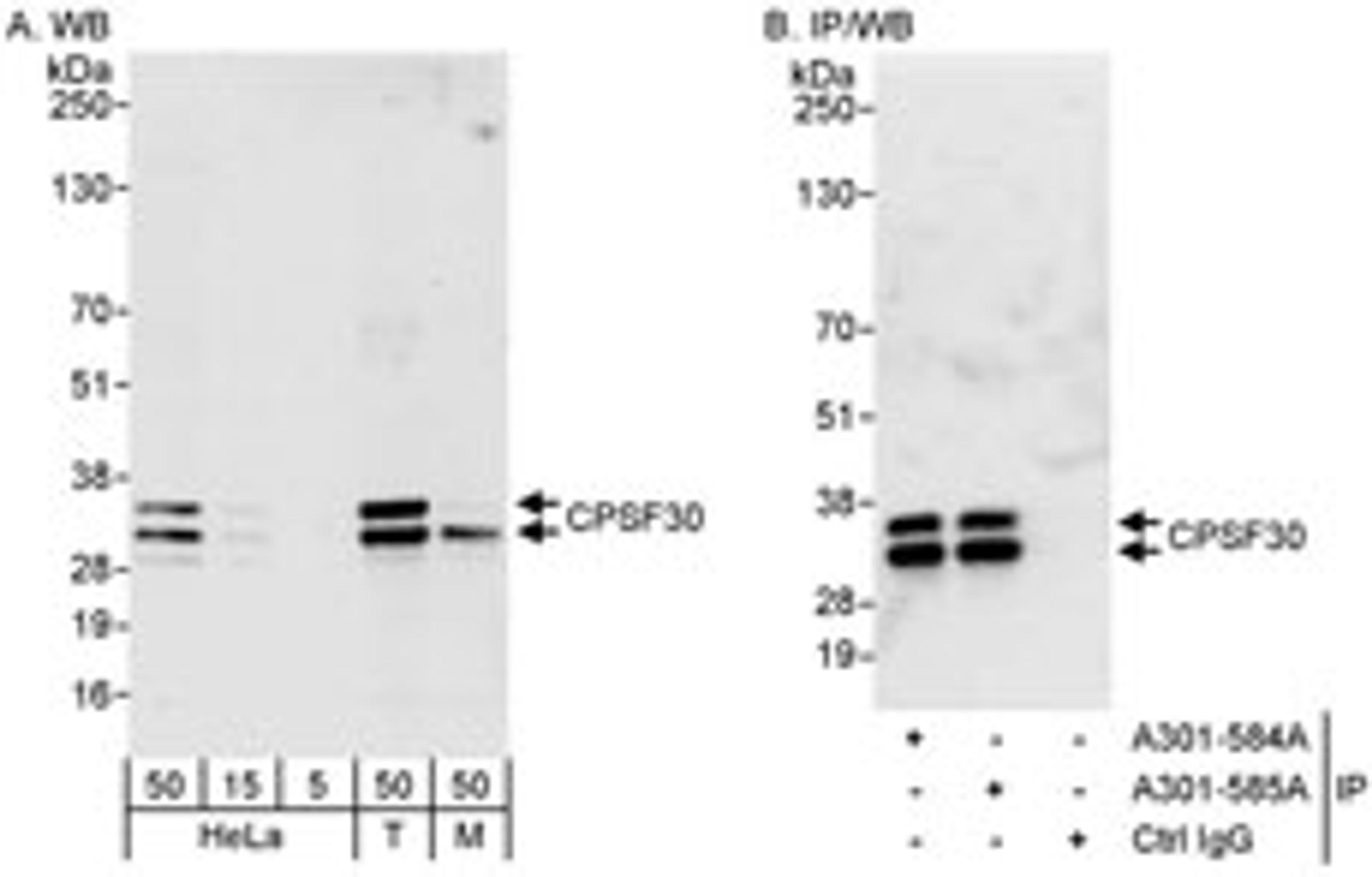 Detection of human and mouse CPSF30 by western blot (h&m) and immunoprecipitation (h).