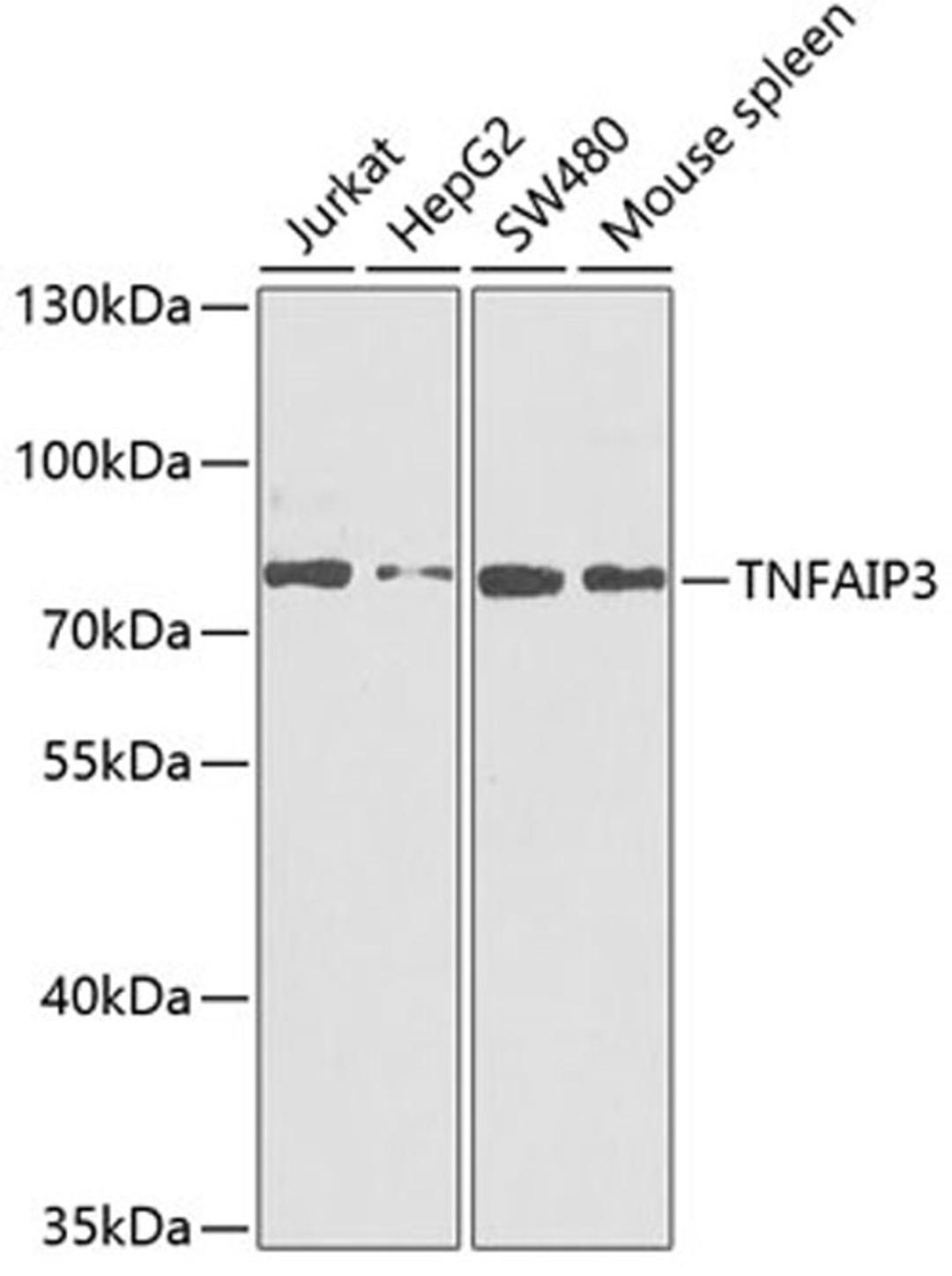 Western blot - TNFAIP3 antibody (A2127)