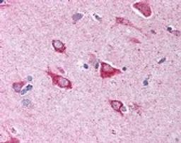 Immunohistochemistry staining of HSPA9 in brain cortex tissue using HSPA9 Antibody.