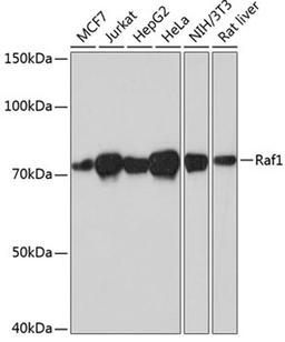 Western blot - Raf1 antibody (A19638)