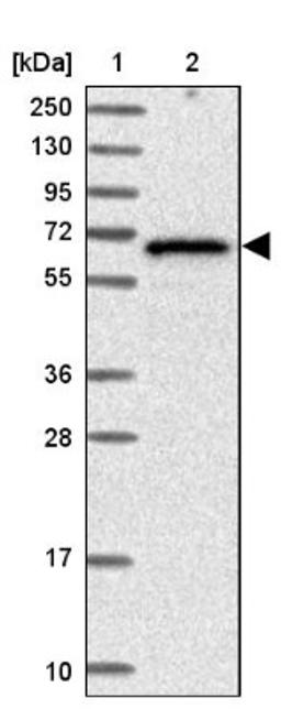 Western Blot: ZSWIM1 Antibody [NBP2-13606] - Lane 1: Marker [kDa] 250, 130, 95, 72, 55, 36, 28, 17, 10<br/>Lane 2: Human cell line RT-4