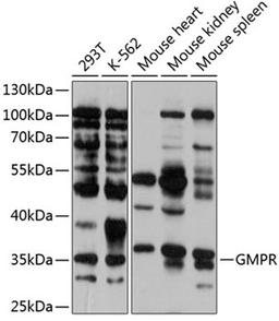 Western blot - GMPR antibody (A12292)