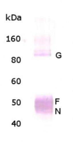 Western Blot: Respiratory Syncytial Virus Antibody [NBP1-30413] - For WB analysis of Respiratory Syncytial Virus (RSV), 3 ug of RSV virions (subgroup A-Long strain) were loaded on SDS-PAGE, transferred to a PVDF membrane and detected with NBP1-30413 at a dilution of 1:1000 .  Goat anti-rabbit secondary antibody was used at 1:10,000 dilution.  The antibody detects the following RSV proteins: Glycoprotein (G) ~90 kDa, Fusion (F) protein) ~55 kDa, and nucleocapsid (N) protein) ~46 kDa.  Overexposure of the blot can result in detection of M2 protein (~22 kDA-not shown).