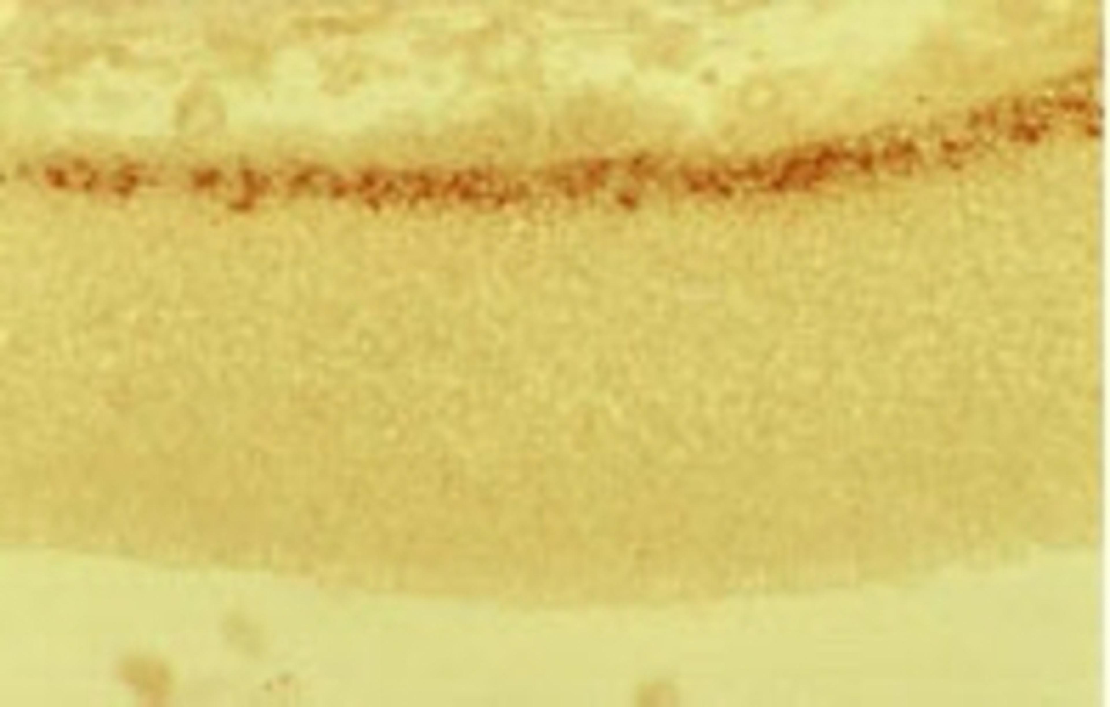 Immunohistochemistry: Reelin Antibody (G10) [NB600-1081] - Mouse anti-Reelin staining of embryonic cerebral cortex at 15 days in utero, with the pial surface above and the ventricle below. The positive zone is the Cajal-Retzius cell layer in the marginal zone, positive for reelin using NB600-1081.