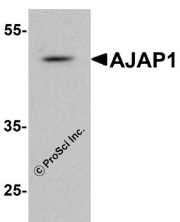 Western blot analysis of AJAP1 in rat liver tissue lysate with AJAP1 antibody at 1 μg/ml.