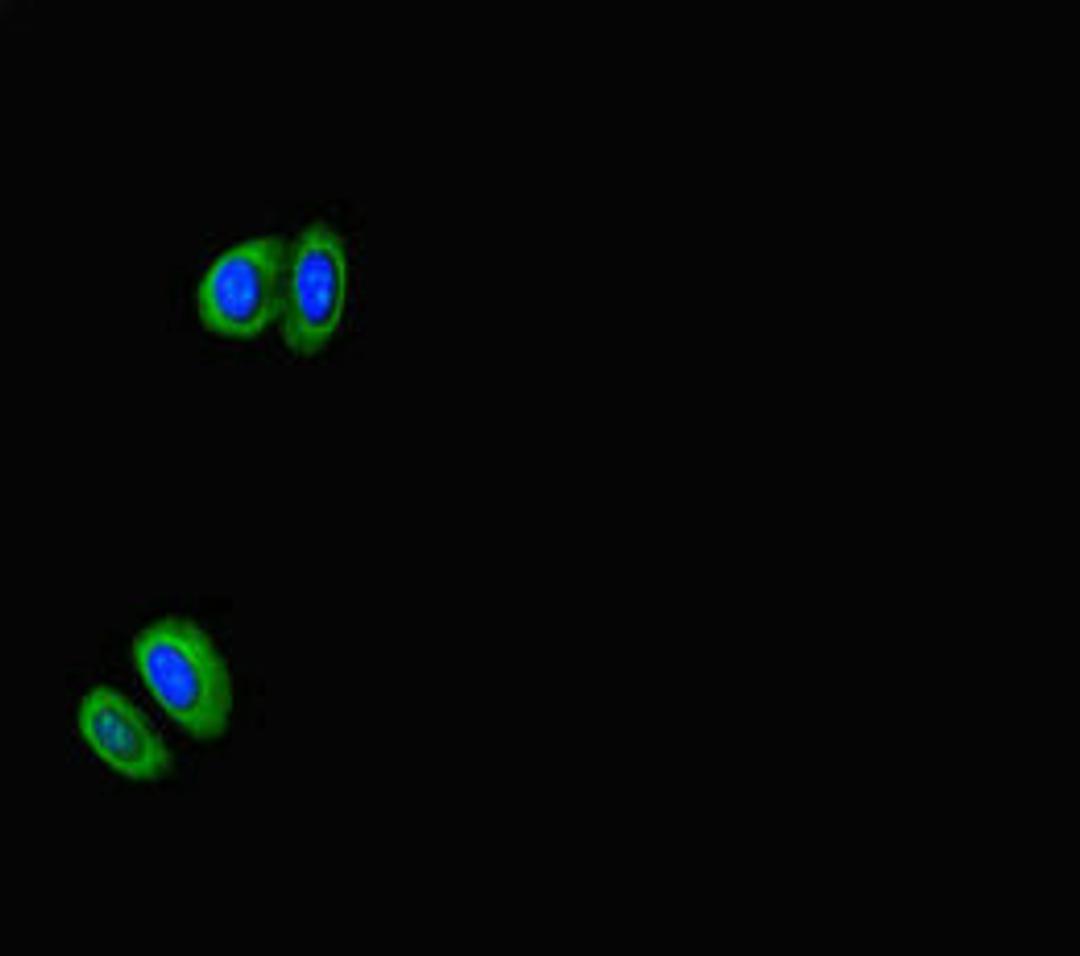Immunofluorescent analysis of HepG2 cells using CSB-PA020470LA01HU at dilution of 1:100 and Alexa Fluor 488-congugated AffiniPure Goat Anti-Rabbit IgG(H+L)