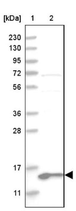 Western Blot: MRPL41 Antibody [NBP1-88570] - Lane 1: Marker [kDa] 230, 130, 95, 72, 56, 36, 28, 17, 11<br/>Lane 2: Human cell line RT-4