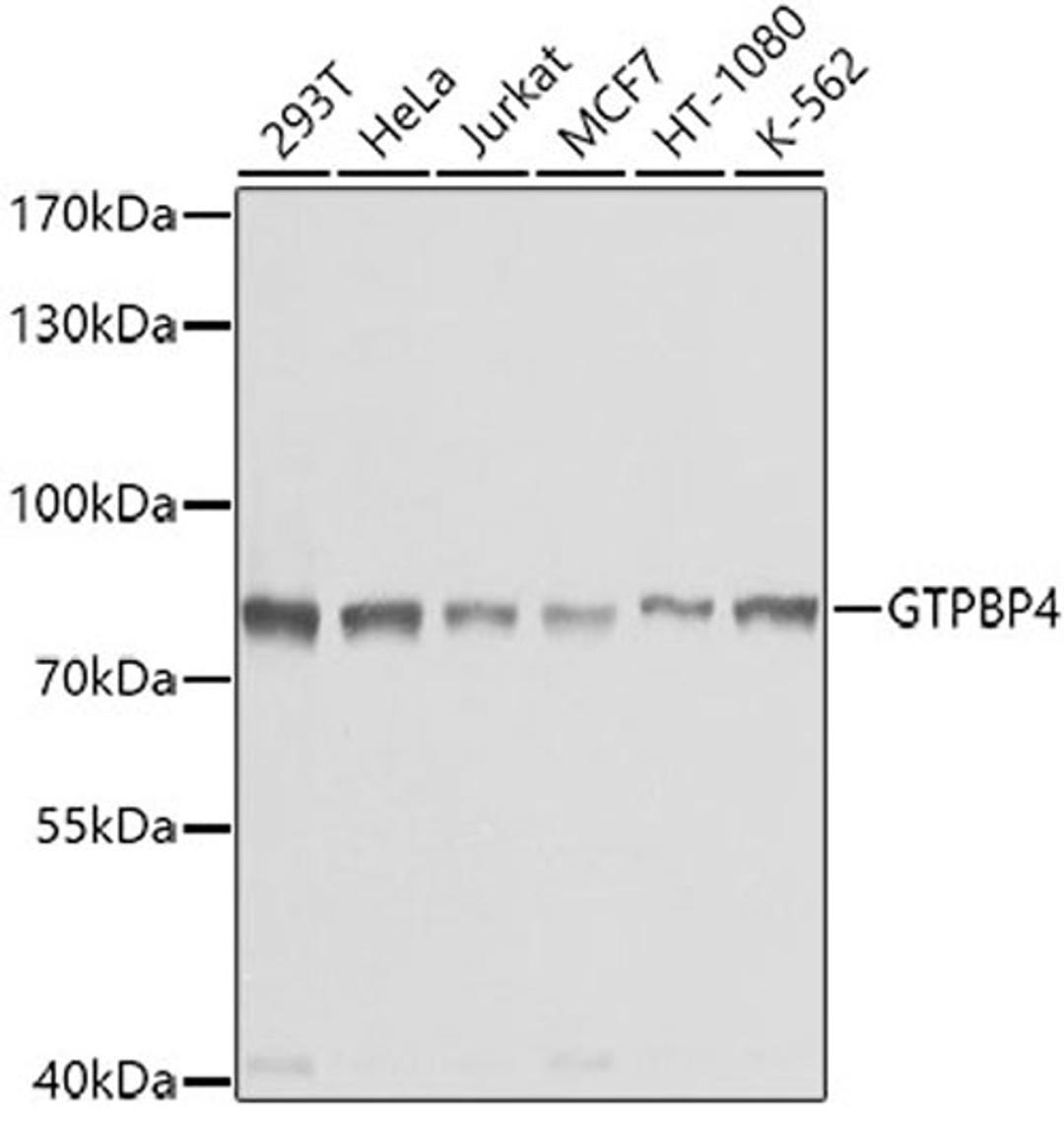 Western blot - GTPBP4 antibody (A4565)