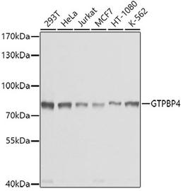 Western blot - GTPBP4 antibody (A4565)