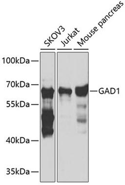 Western blot - GAD1 antibody (A2938)